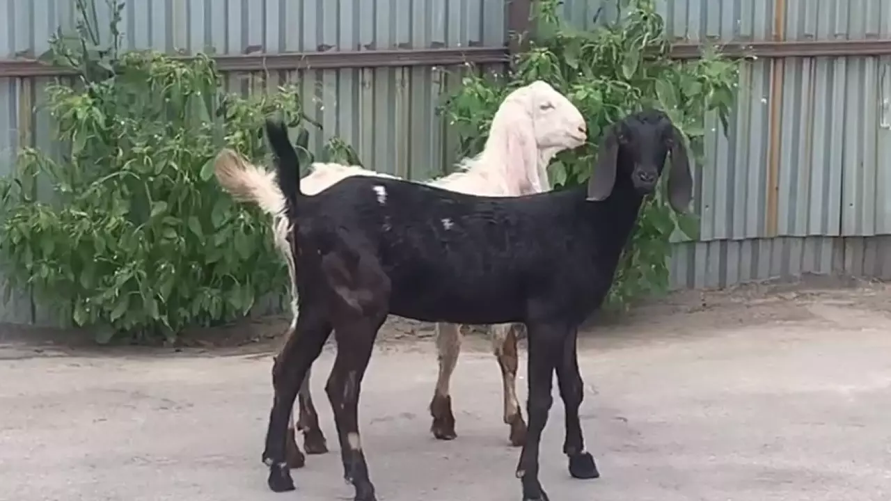 В комплекс нового зоопарка в Перми перевезли новых животных