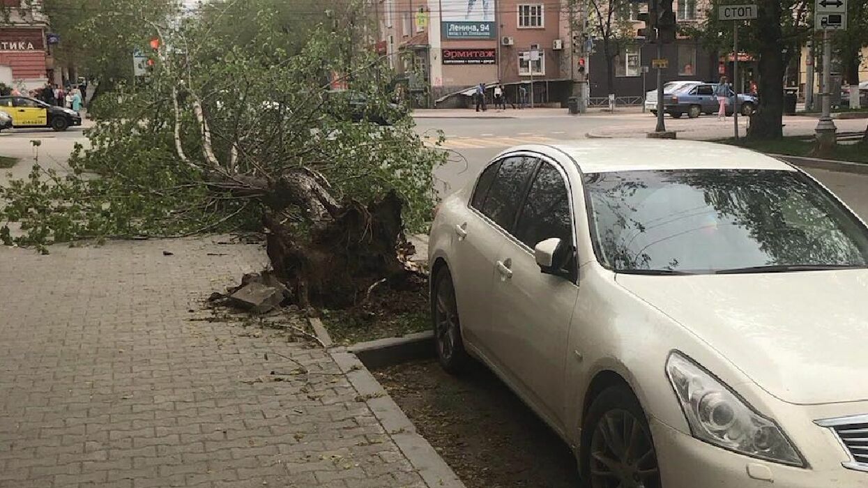 На Ленина аварийное дерево с корнем вырвало из земли. Местные жители просили ТСЖ спилить его