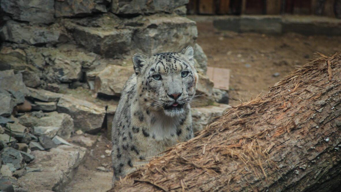 Природоохранная прокуратура потребовала закрыть пермский зоопарк