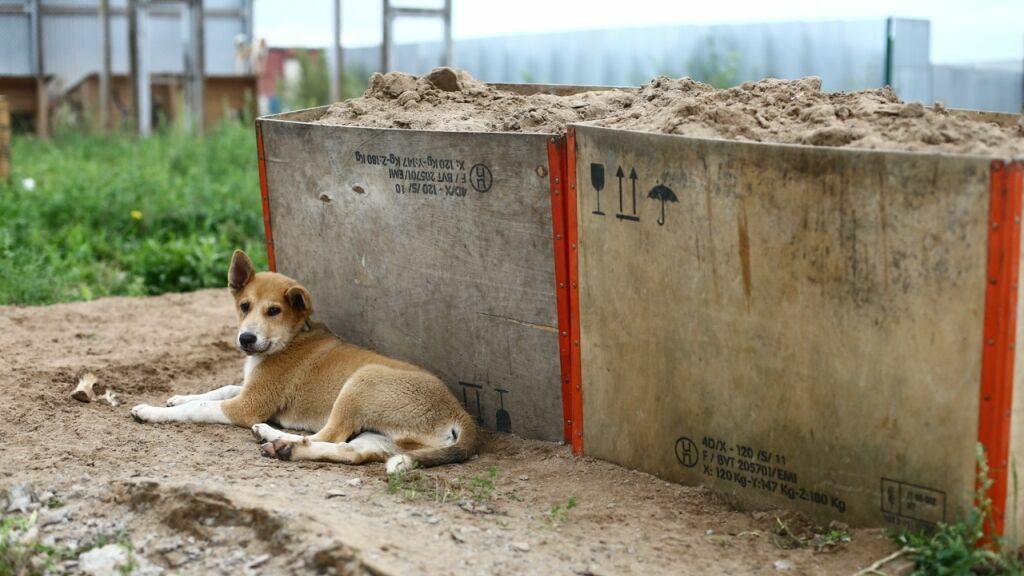 На подсчет бездомных собак в Перми потратят 1,2 миллиона рублей