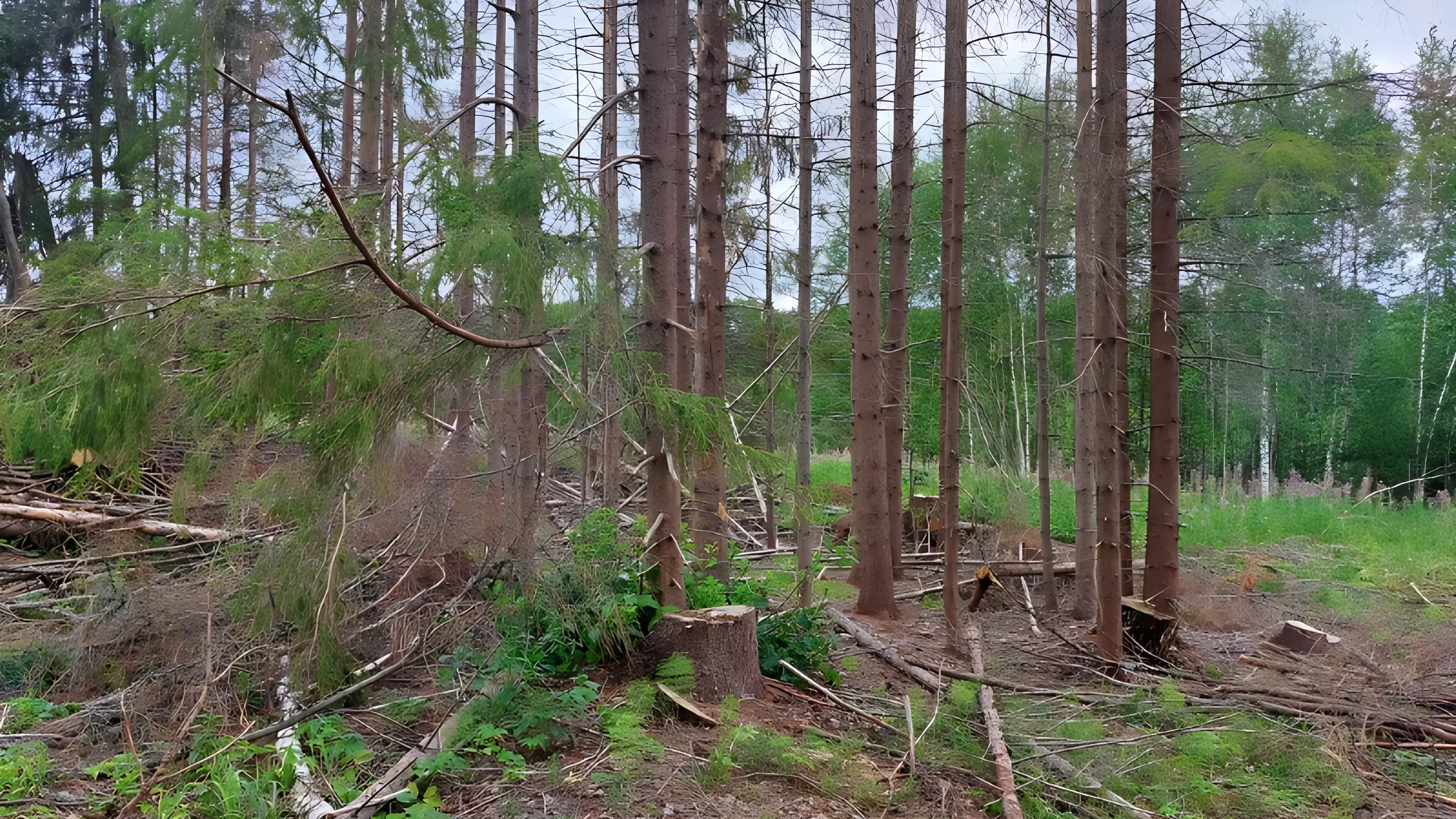 Прикамье направило в бюджет почти 1,9 миллиарда рублей за использование лесов