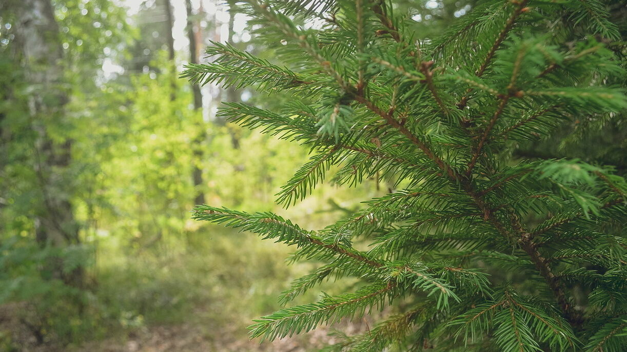 Власти Пермского края снова разрешили жителям ходить в лес