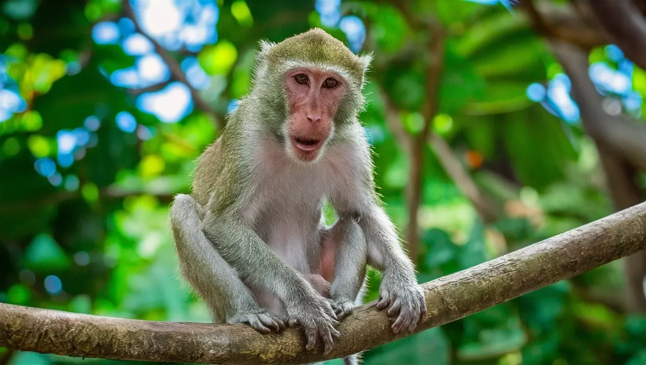 В Гонконге зарегистрирован случай заболевания обезьяньим герпесом