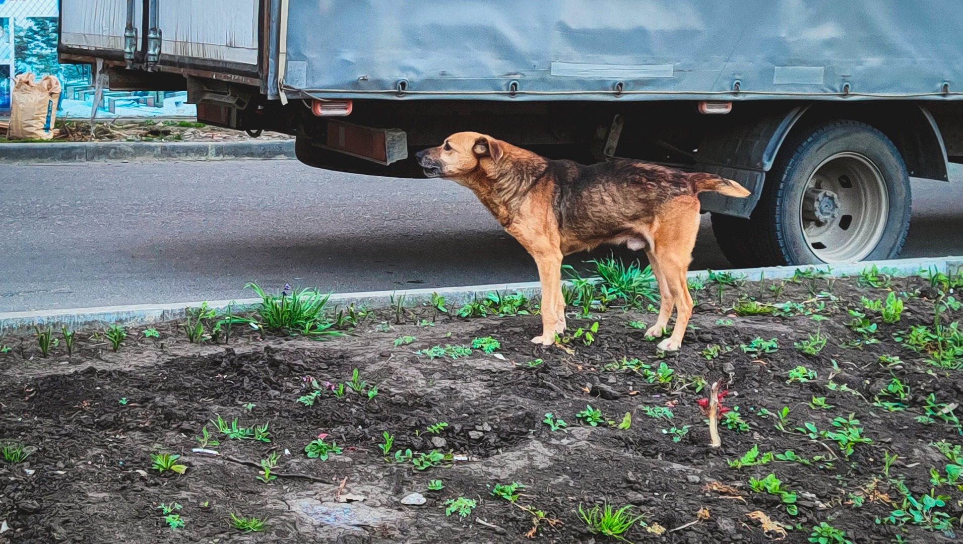 Пермячка взыскала 63 тыс. рублей на ремонт иномарки после нападения бездомных собак