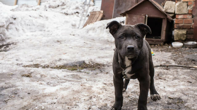 Дорогие псы: депутаты хотят ввести налог на домашних собак