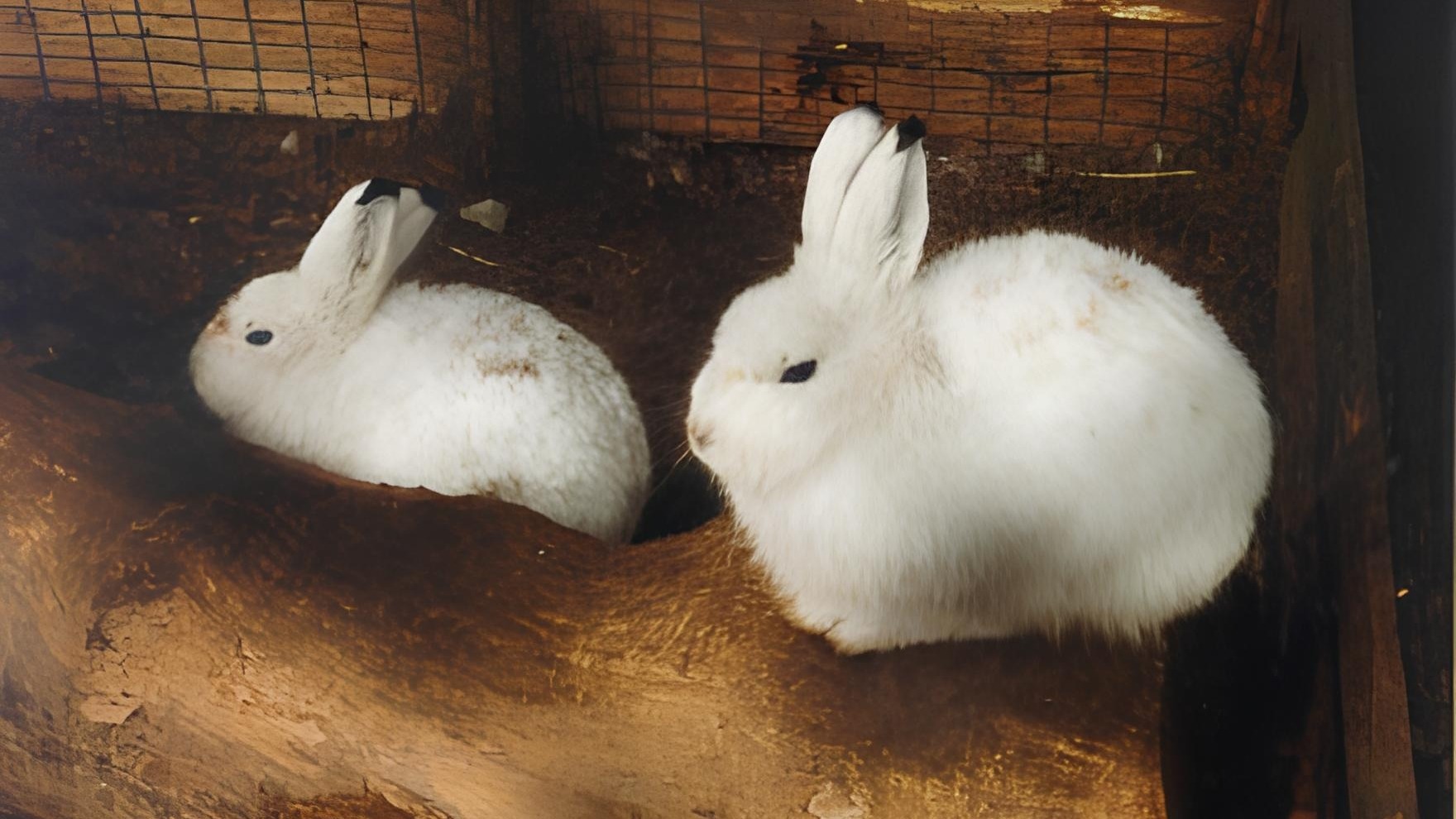 В Пермский зоопарк подкинули двух зайчат. Почему так делать не надо