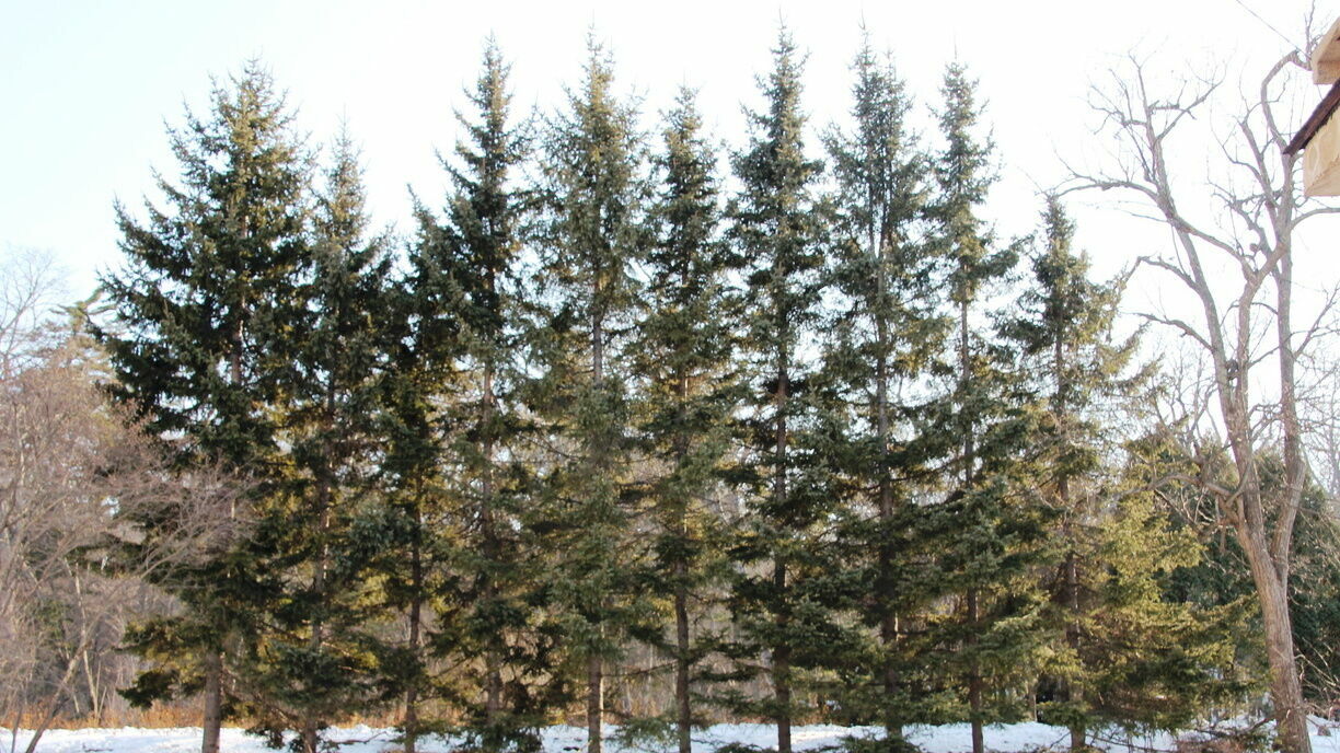 Из Прикамья в декабре более 101 тысячи новогодних деревьев отправились в Казахстан, Беларусь и регионы РФ