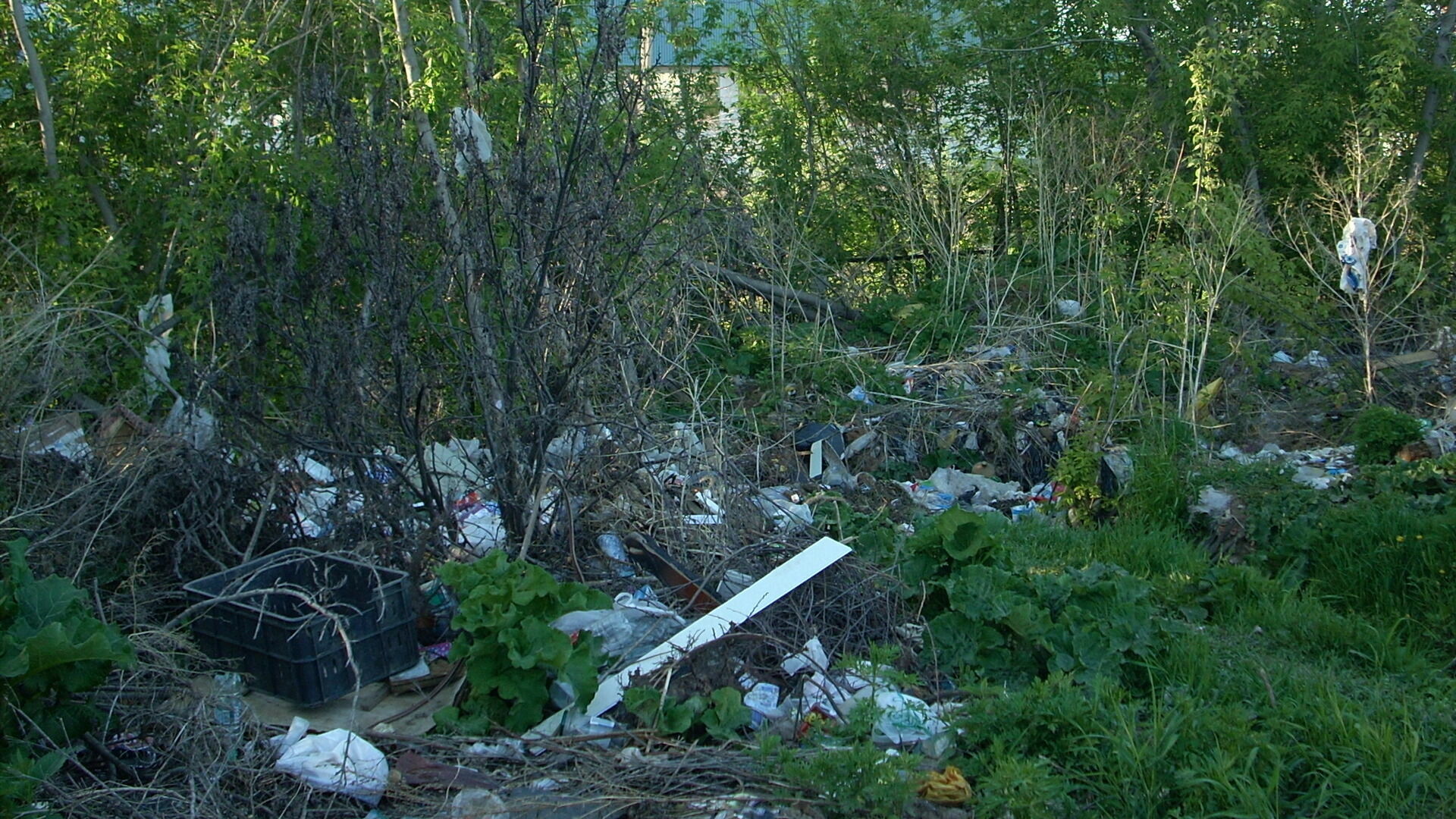 В лесах Пермского края выявлено 175 крупных свалок мусора
