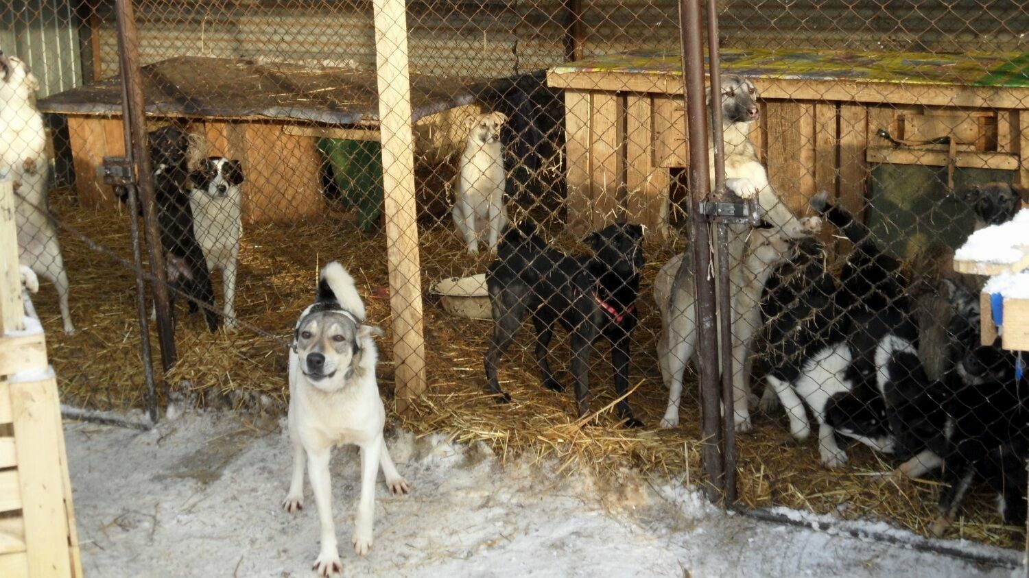 В Перми чипируют 1600 собак из муниципального приюта