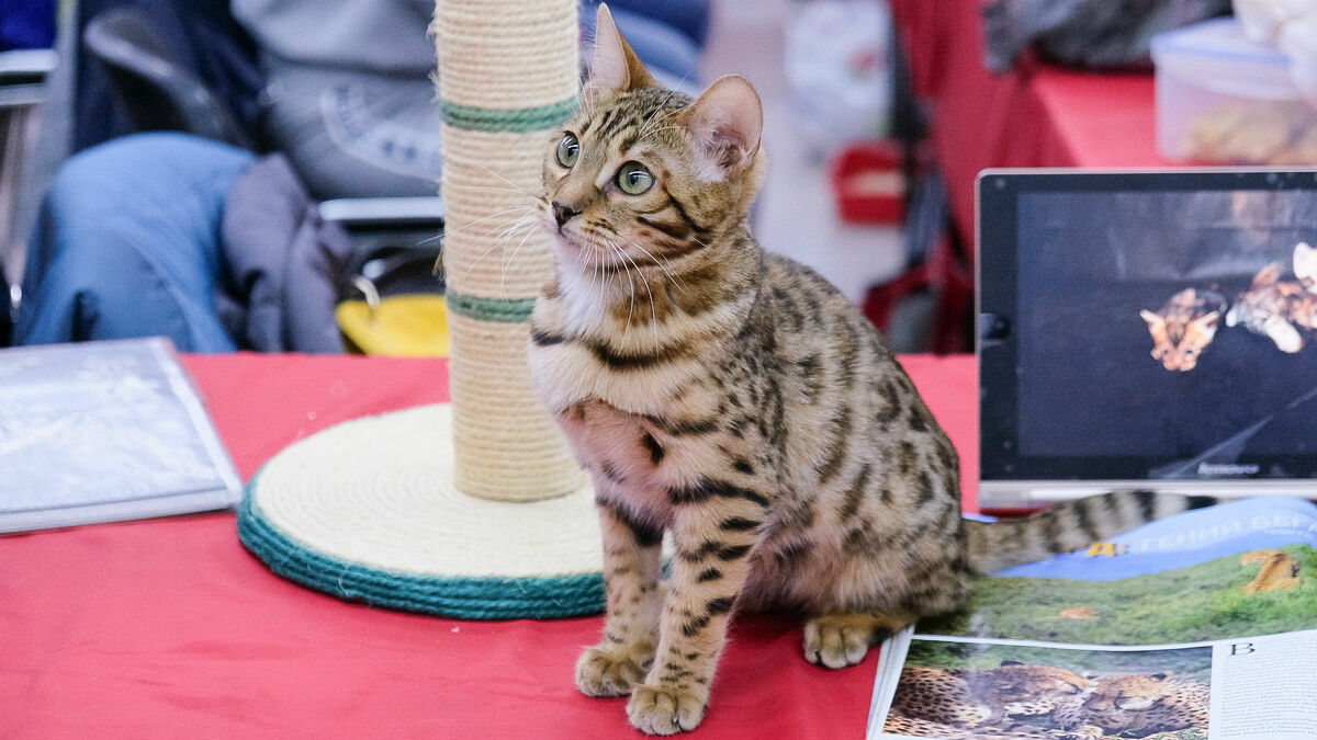В Перми прошла очередная выставка кошек. Фоторепортаж
