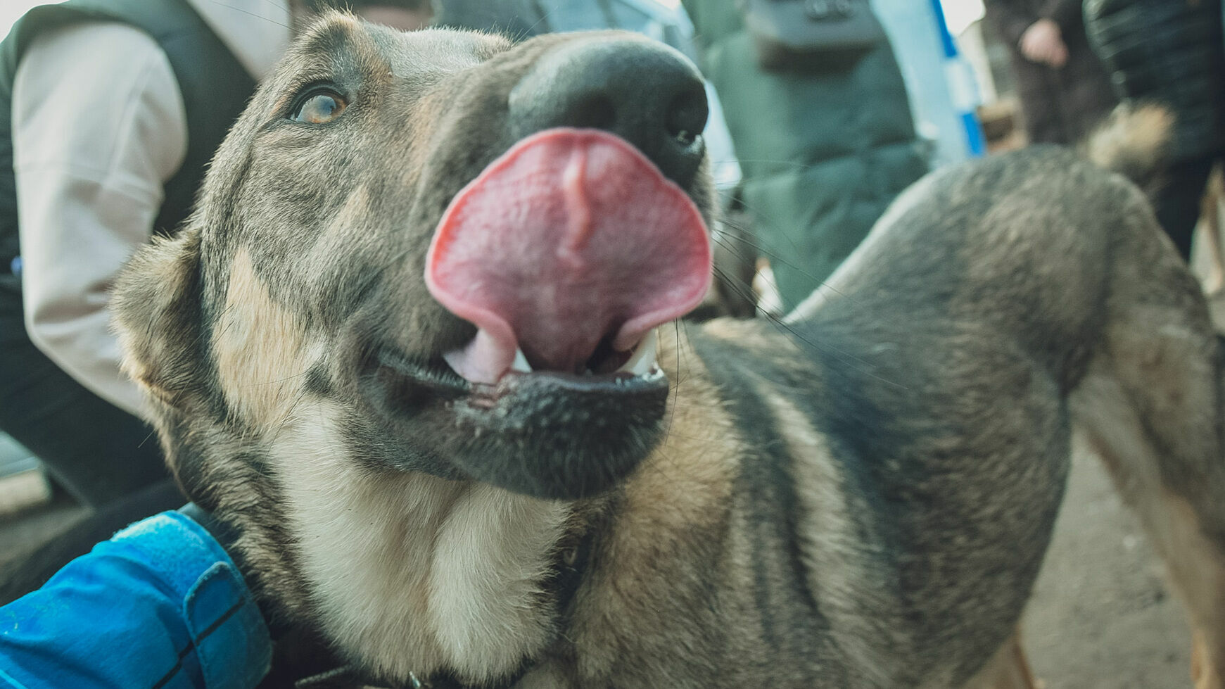 Житель Кунгура требует 200 тысяч рублей за укус собаки
