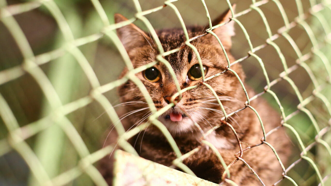 В Перми приют для кошек «Матроскин» выселяют из помещения