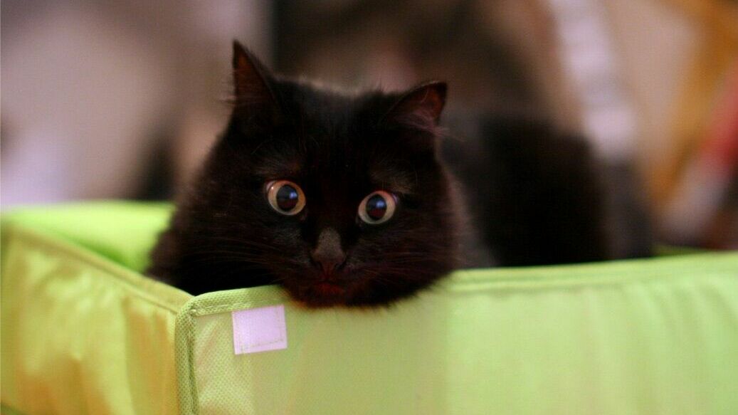 Зоозащитники против «коробочников»: «Нельзя раздавать котят как пирожки»