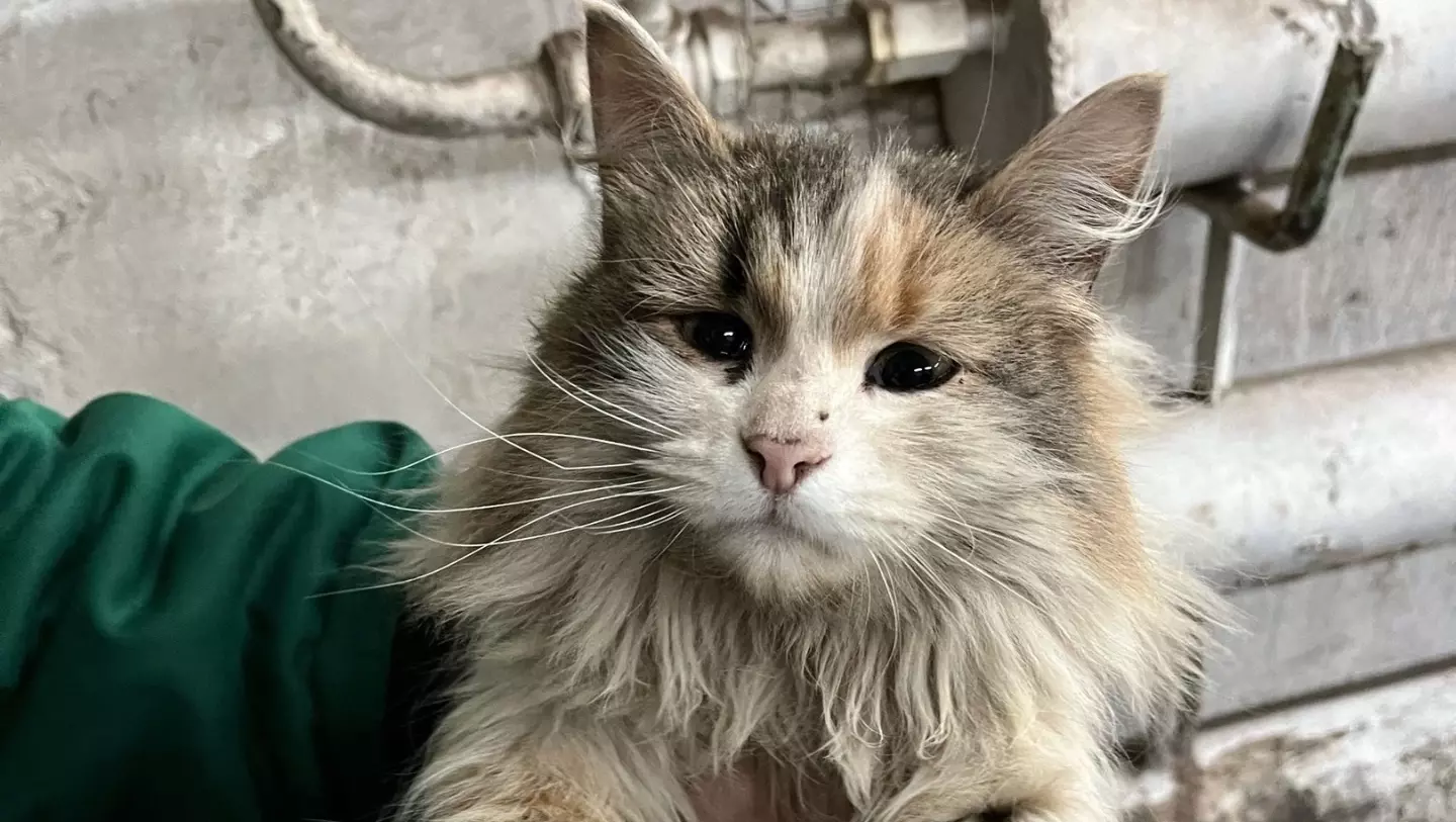 Зоозащитники сообщили, что на ПТФ «Комсомольская» в Прикамье живьем сжигали кошек