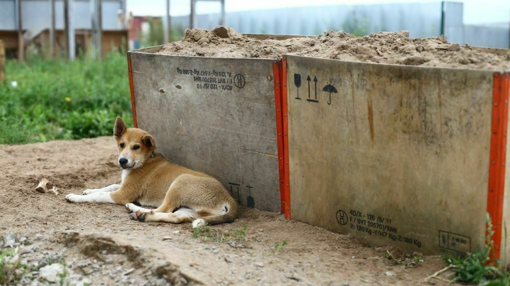 Власти Кудымкара не построили муниципальные приюты для бездомных животных
