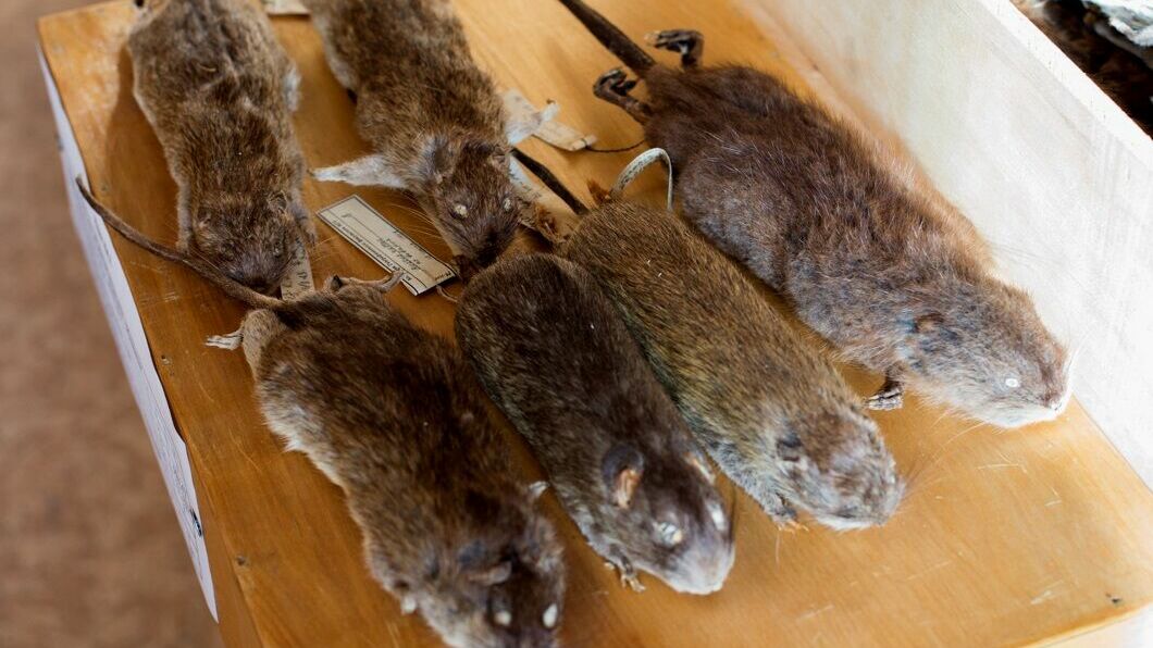 Разговор о пермских грызунах: Где живет крысиный король?