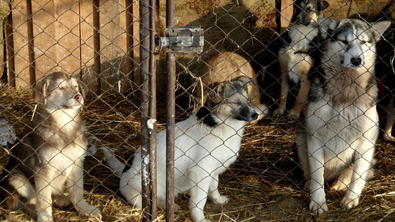 Мэрия Перми объявила аукцион на строительство нового приюта для бездомных животных