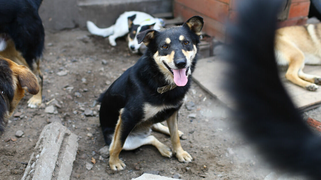 Бездомных собак на улице Вильямса в Перми отловят