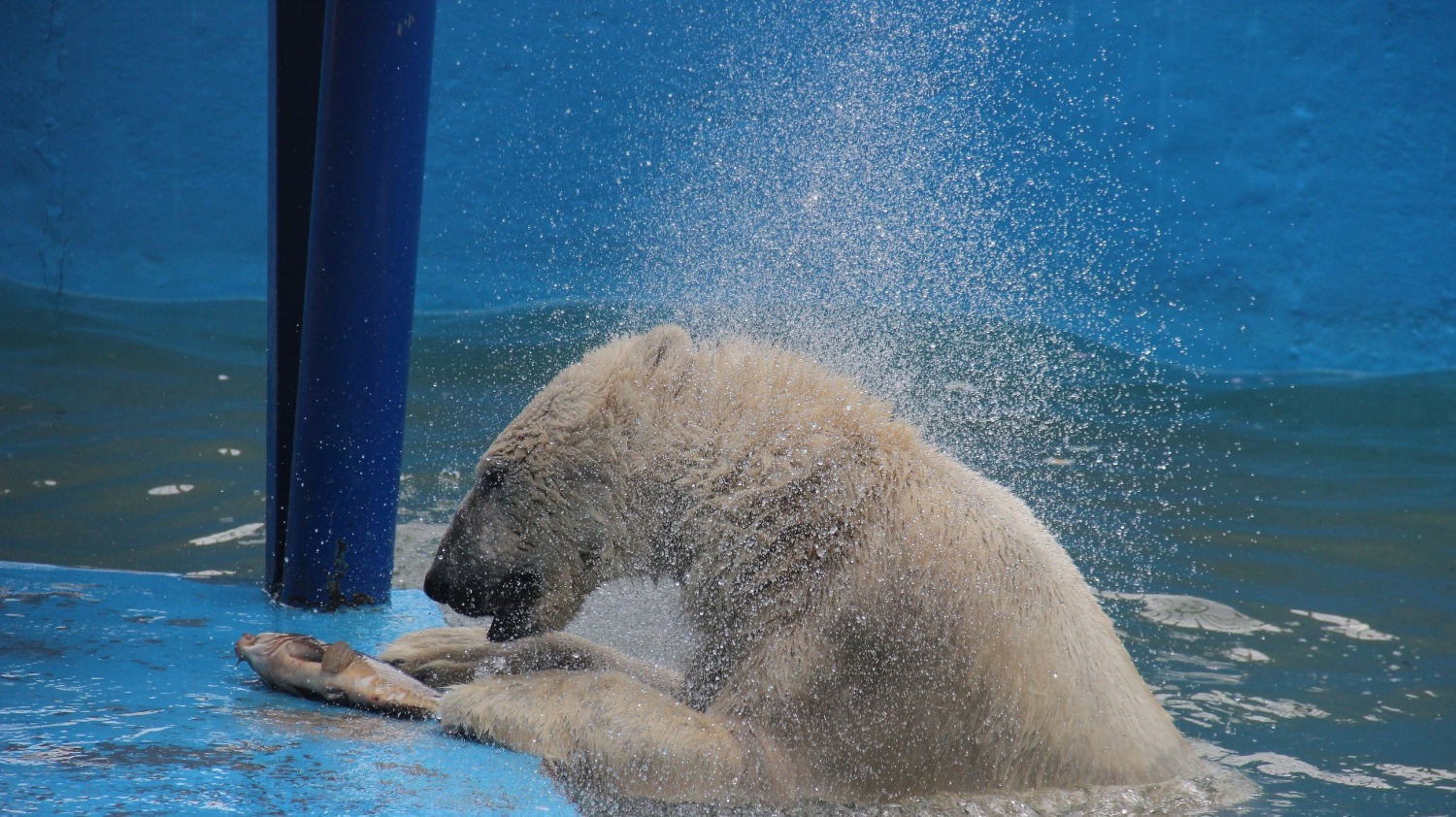 Сейчас в зоопарке Перми числятся два белых медведя — самец Сэрику и самка Милка.