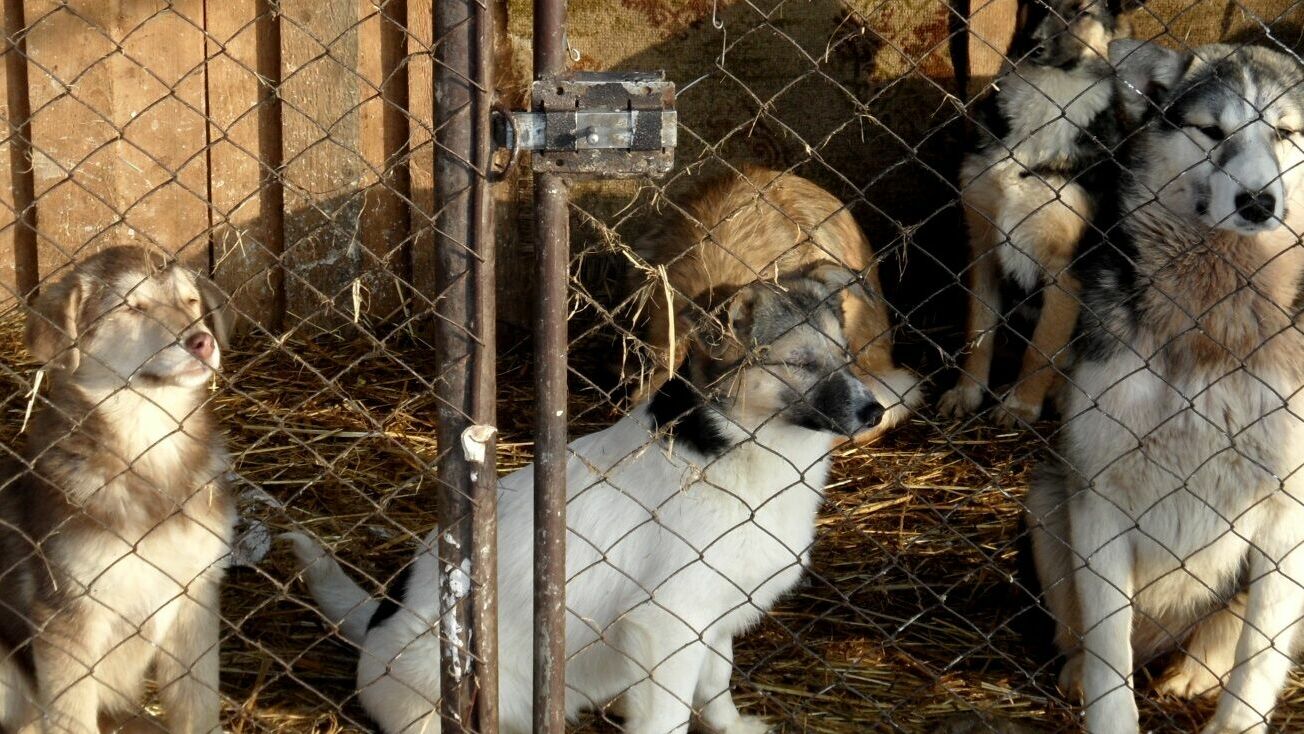 В муниципальном приюте для собак на Соликамской усилили меры безопасности. Но пьяный сторож остался