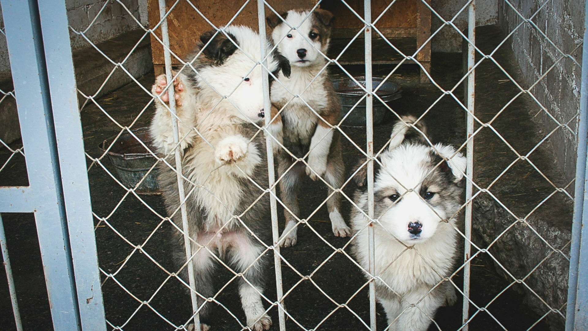 В пермском приюте бездомных животных внезапно скончались 133 собаки. Учреждение пыталось это скрыть