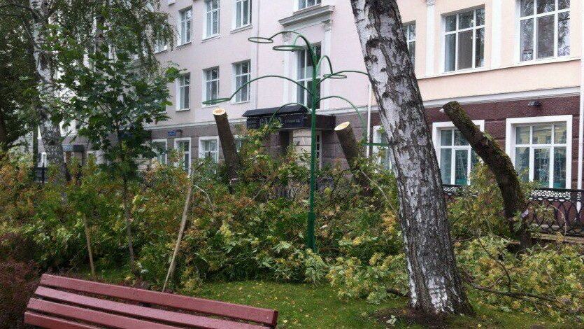 Администрация Перми: «Планы по сносу аварийных деревьев» составлялись еще зимой