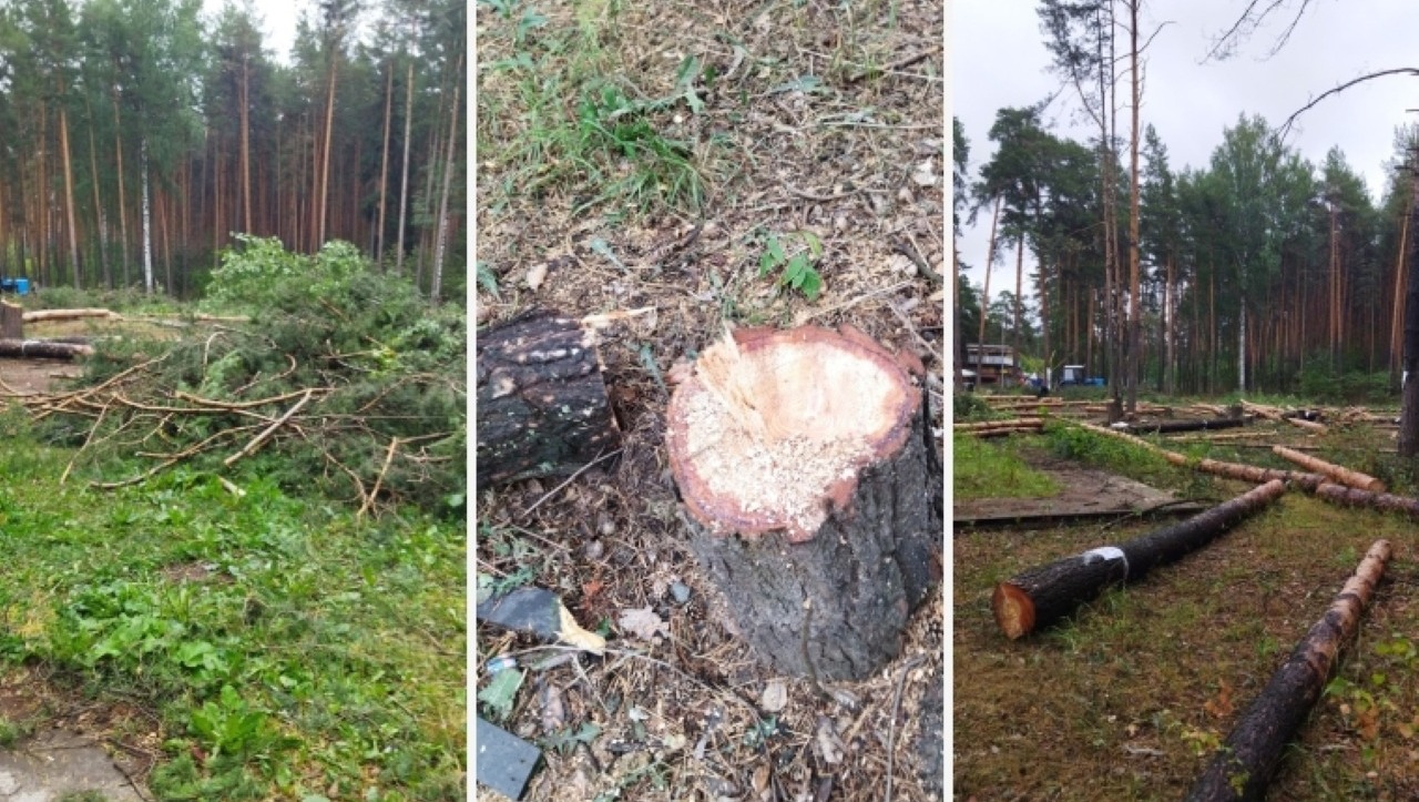 В управлении по экологии мэрии Перми прокомментировали снос деревьев в Балатово