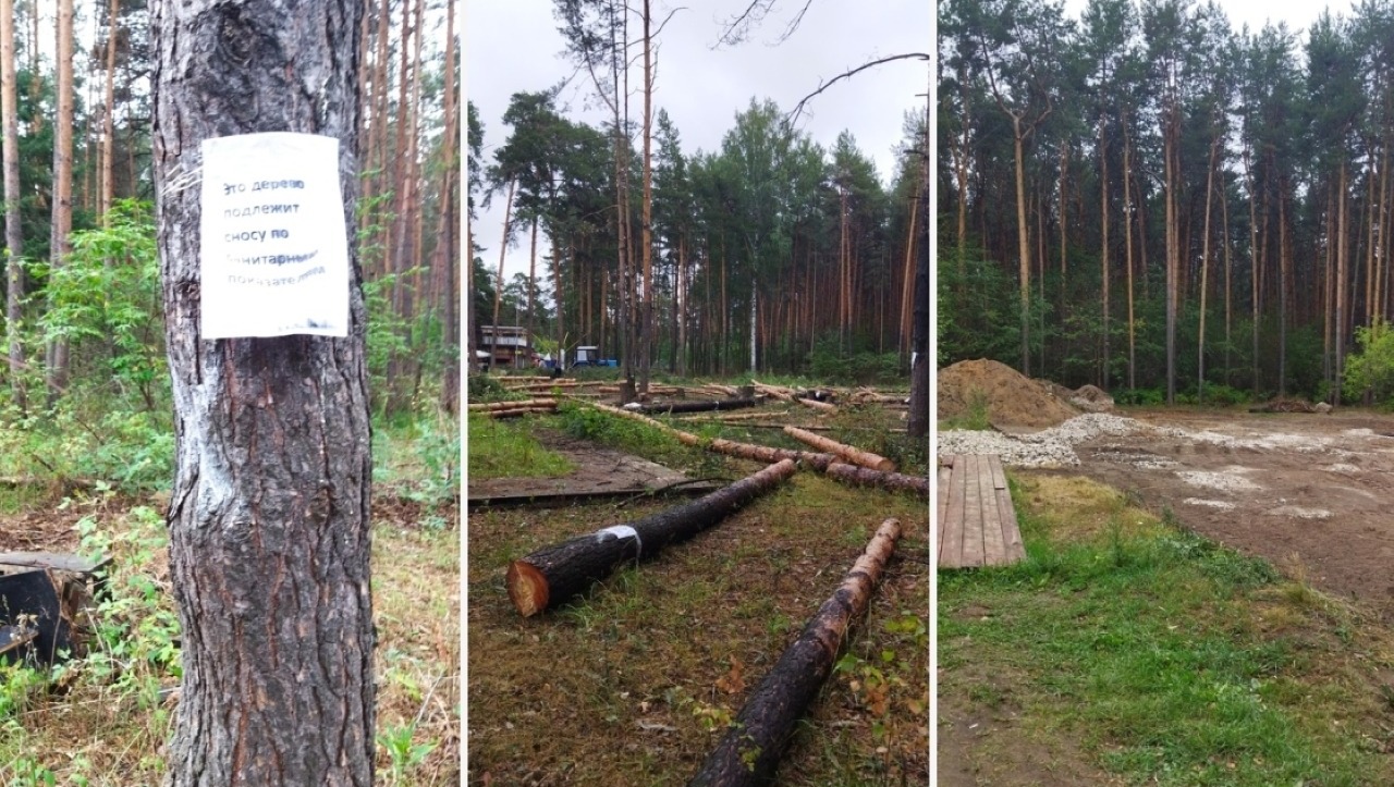 Прокуратура занялась проверкой по факту рубки сосен в Балатовском парке в Перми