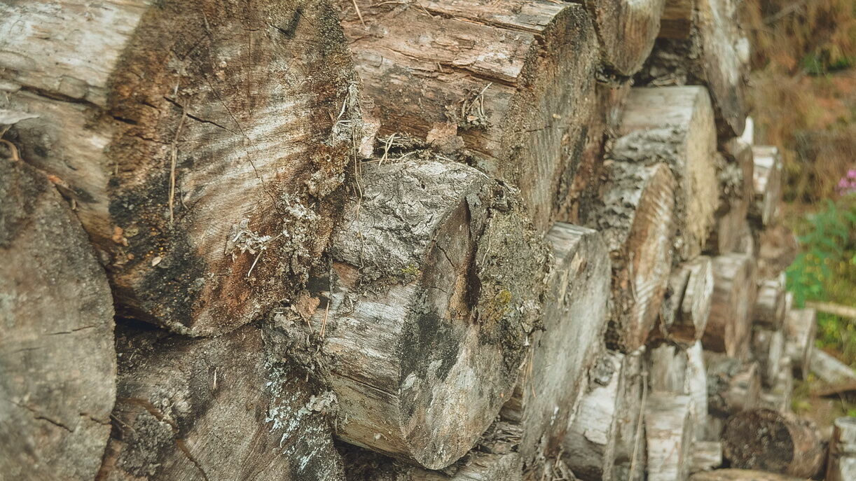 Житель Прикамья незаконно вырубил более 170 деревьев на сумму свыше 1,1 млн рублей