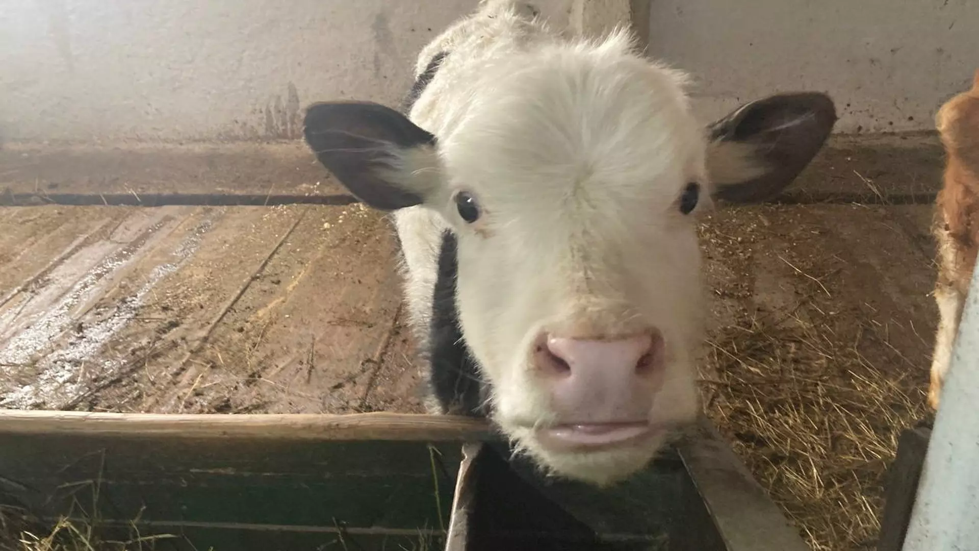 Агрохолдинг «Пихта» продал Нытвенскому маслозаводу молоко с недостоверной справкой