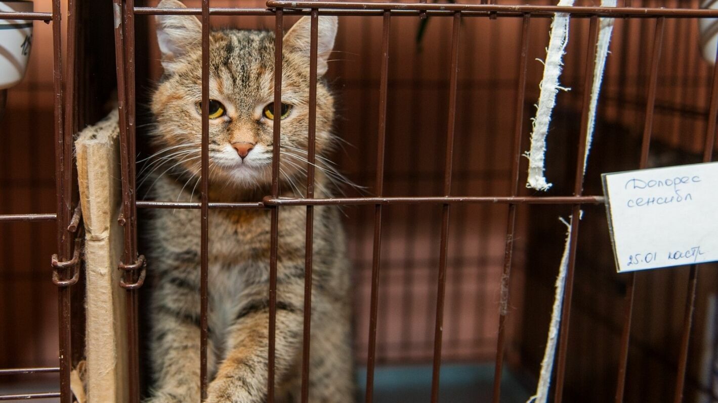 Пермский приют для кошек «Матроскин» пытается оспорить требование о переезде в суде