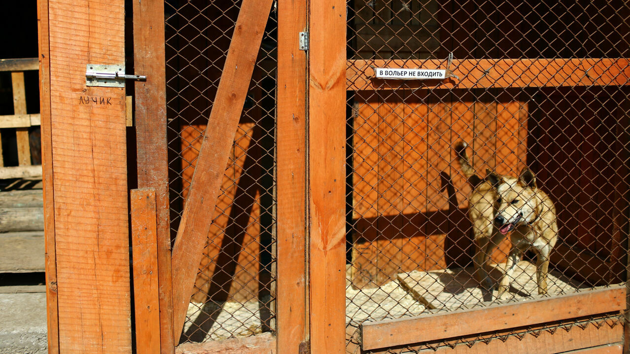 В приюте для собак на Соликамской сделали новые вольеры