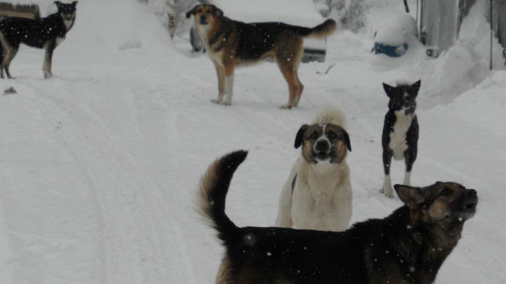 От укусов собак в Пермском крае пострадали более 1300 человек