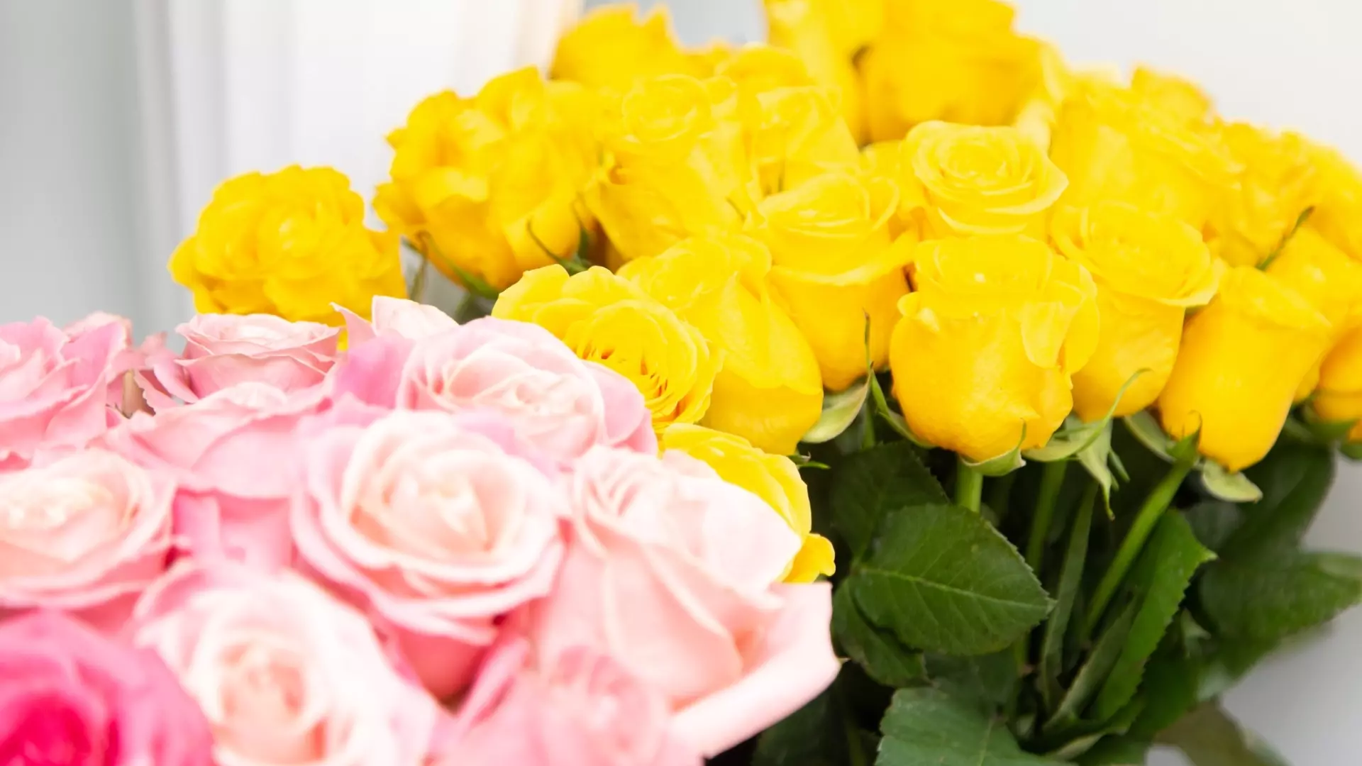 В Перми из-за паразитов владелец цветочного магазина сжег голландские розы