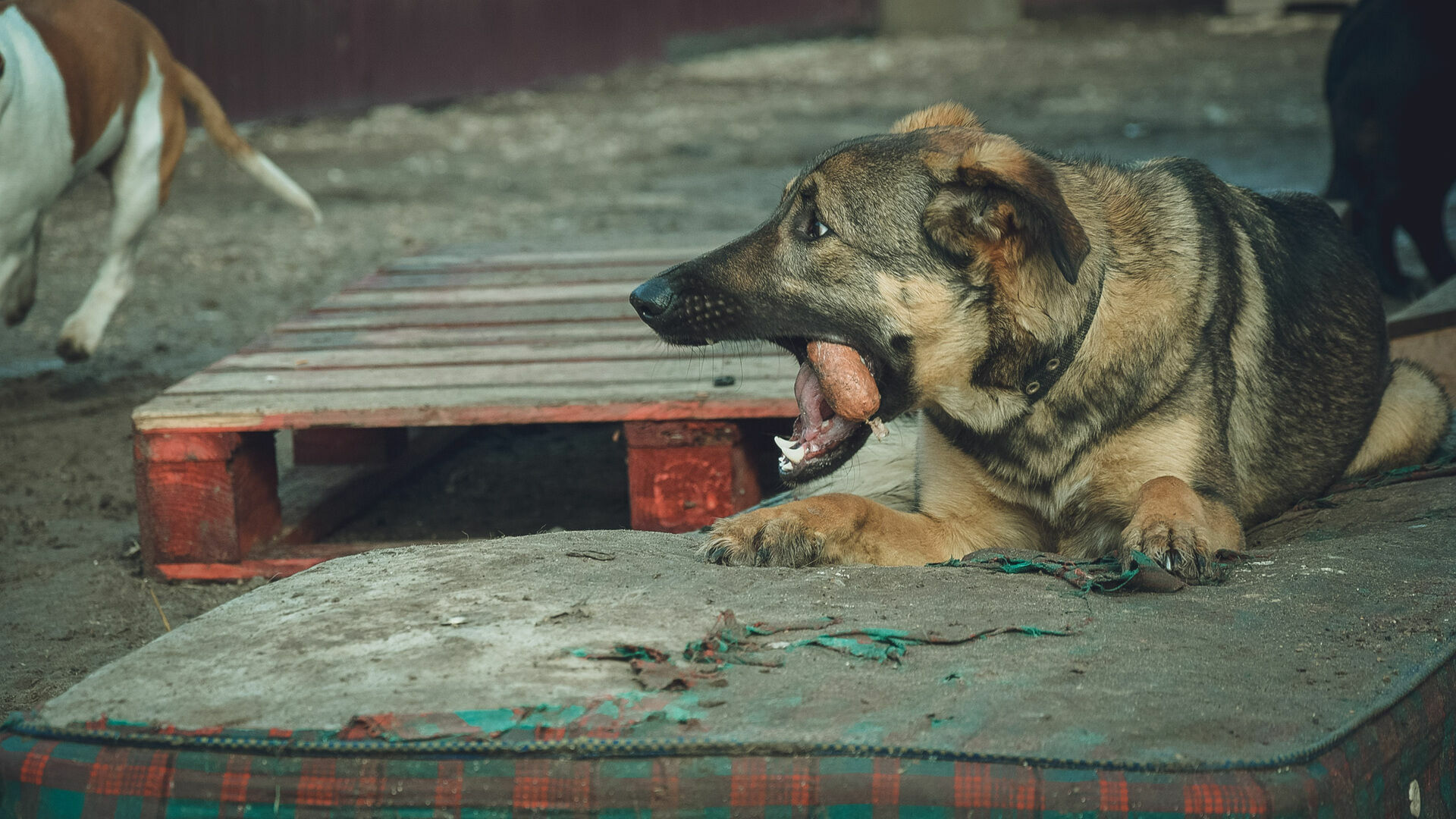 Жительница Прикамья отсудила у чиновников 50 тысяч рублей за повреждение машины бездомными собаками