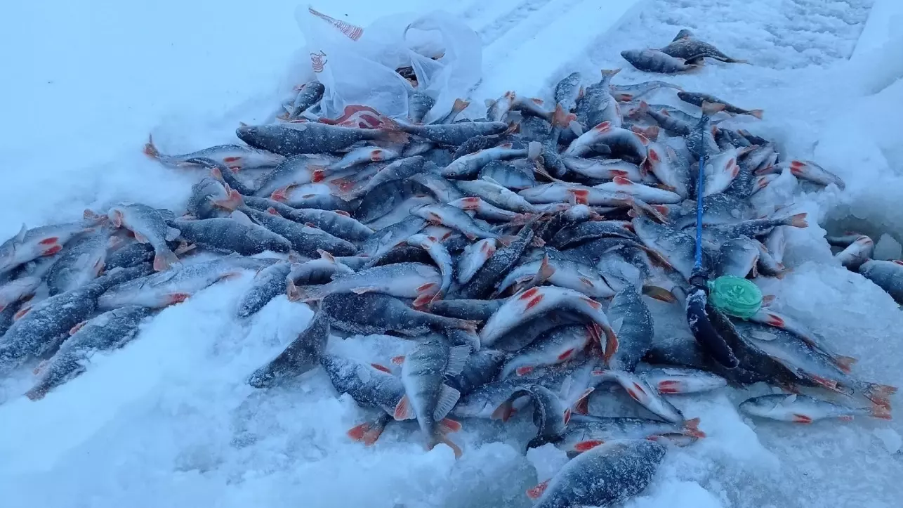 Поймал более 20 кг. Рыбак из Пермского края похвастался огромным уловом