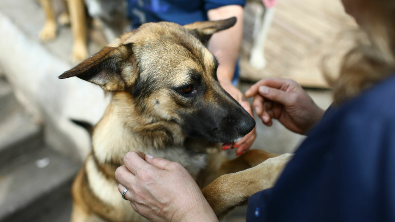 С начала года из Пермского края за границу выехало 165 собак и 79 кошек