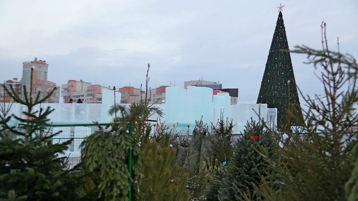 Как купить елку на Новый год дешевле Доширака? Инструкция Properm.ru