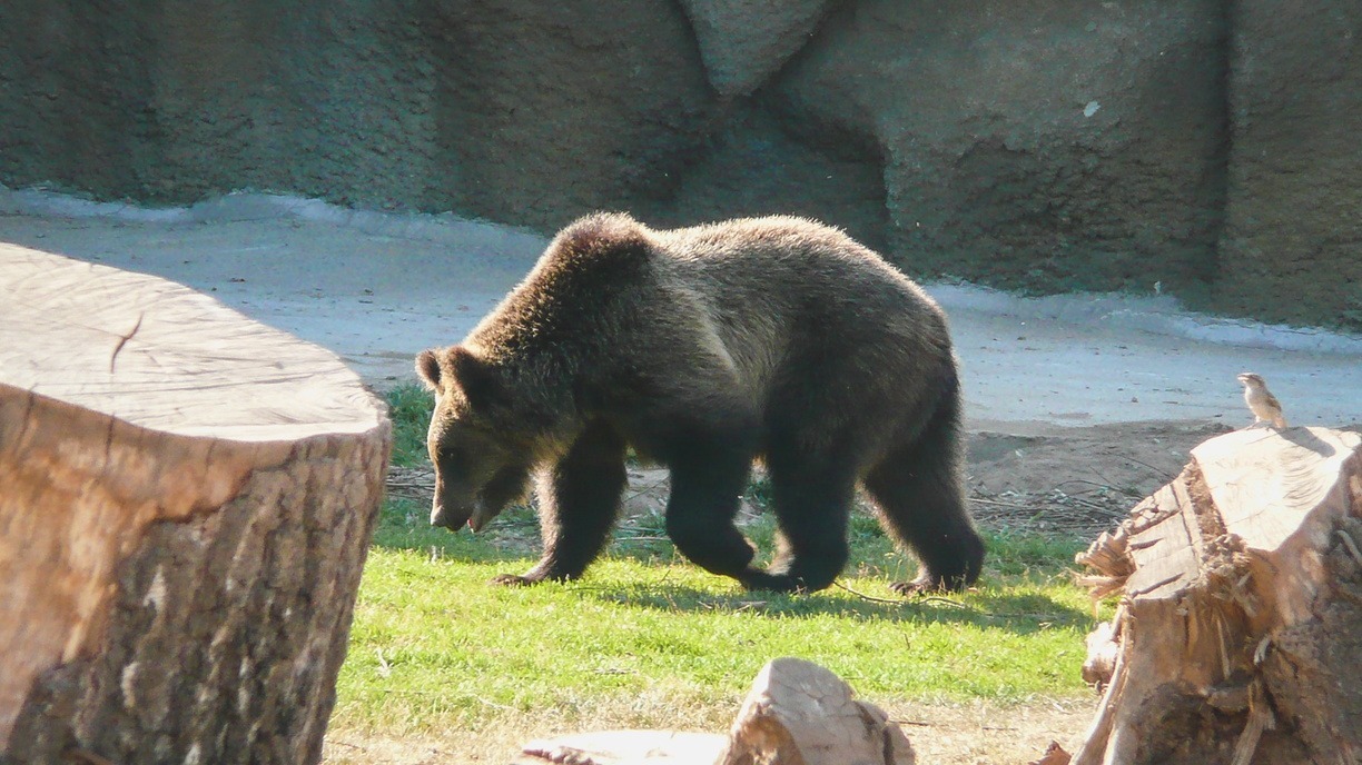 В девяти муниципалитетах Пермского края не вся квота на добычу медведя распределена