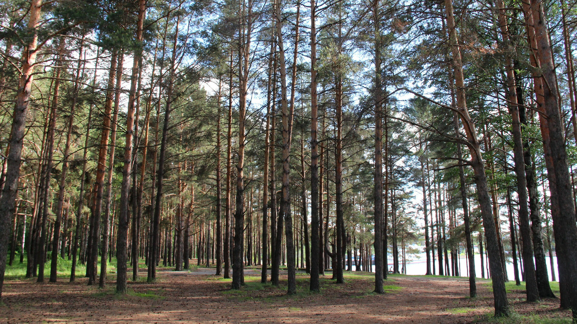 Из-за бездействия сотрудников Красновишерского лесничества незаконно вырубили лес на 54 миллиона рублей