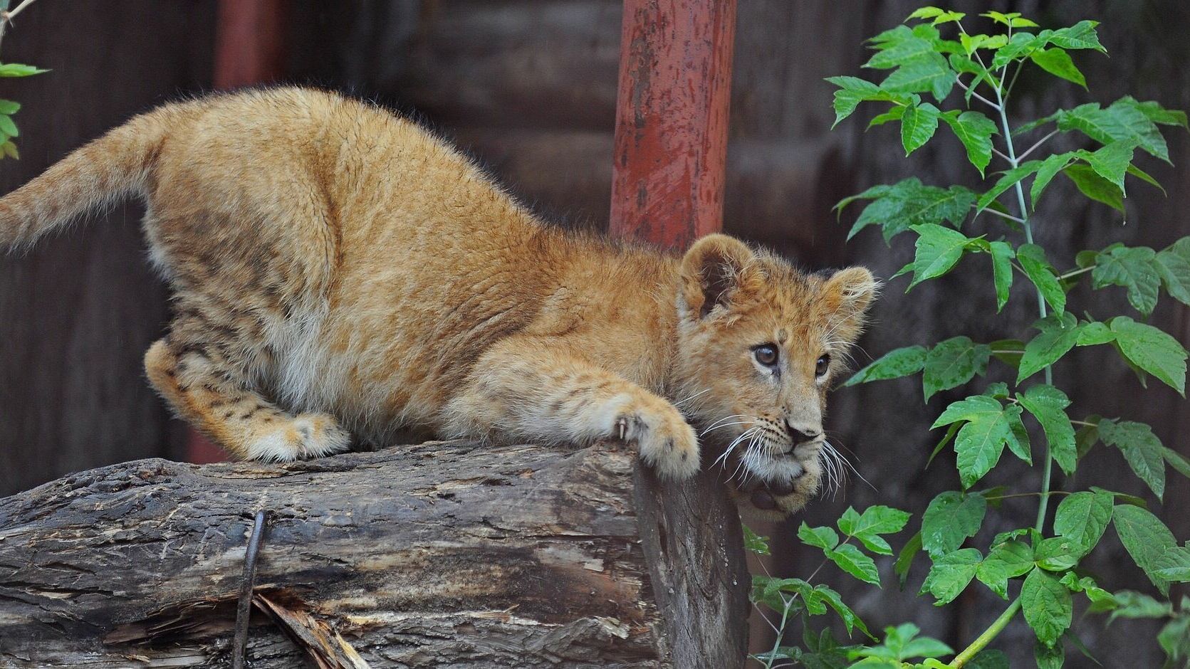 Видеофакт: сотрудники пермского зоопарка запечатлели на камеру игры львенка Ричи