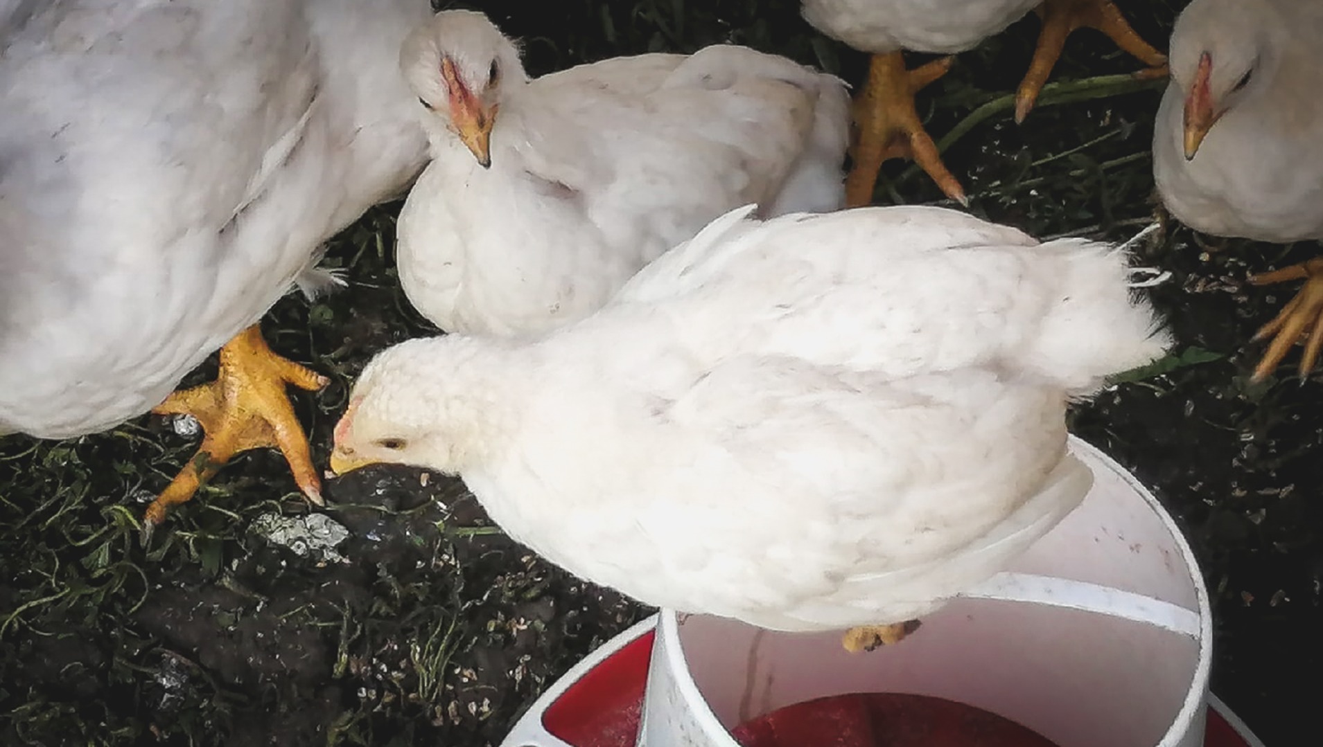 В Прикамье птицефабрики перешли на закрытый режим работы из-за птичьего гриппа