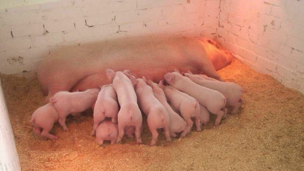 Приставы Прикамья арестовали 8 тысяч свиней
