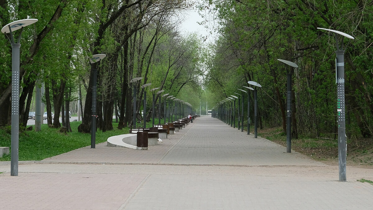 Пермское городское лесничество признавало здоровые деревья аварийными